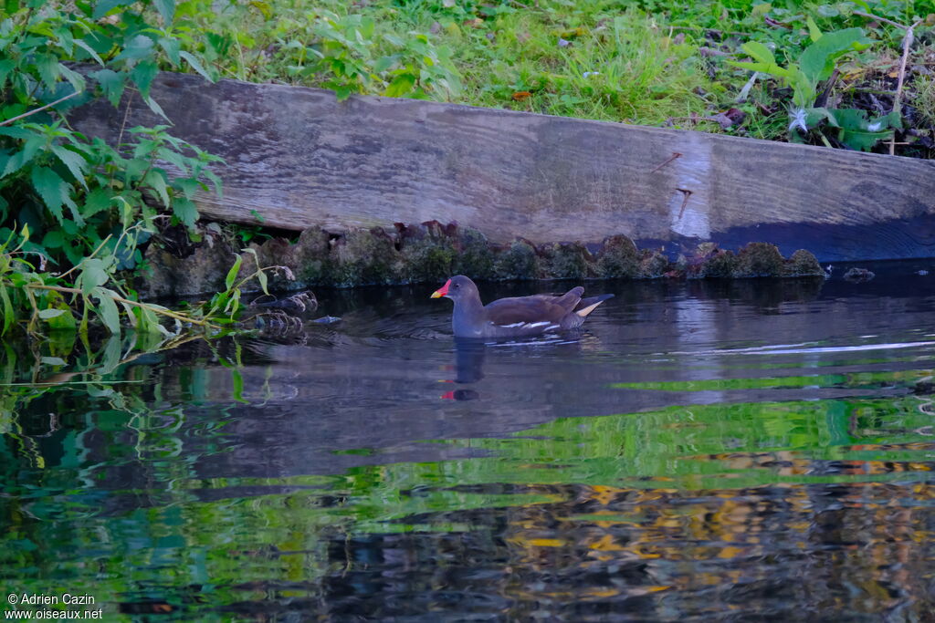 Gallinule poule-d'eauadulte