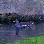 Gallinule poule-d'eau