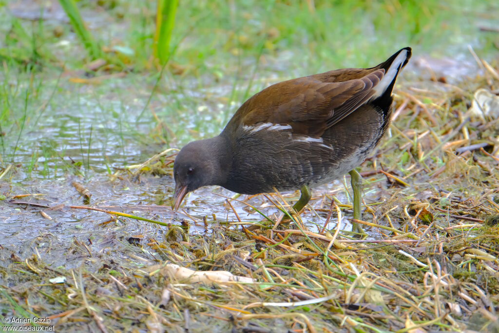 Gallinule poule-d'eauimmature, identification, marche