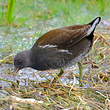 Gallinule poule-d'eau