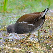 Gallinule poule-d'eau