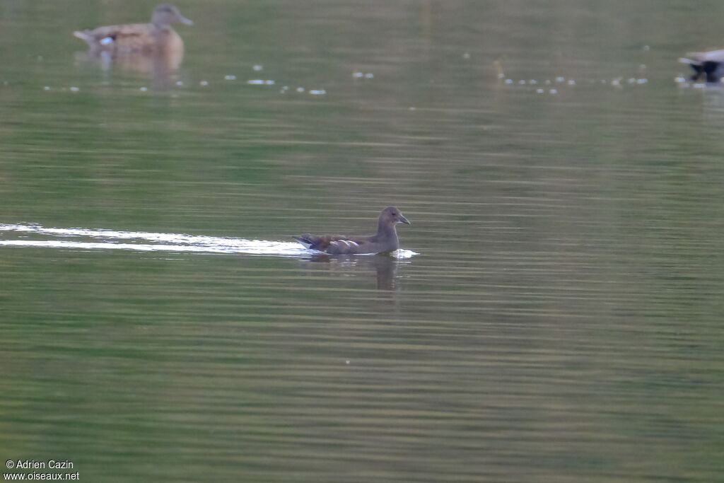 Gallinule poule-d'eauimmature