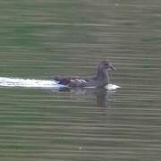 Gallinule poule-d'eau