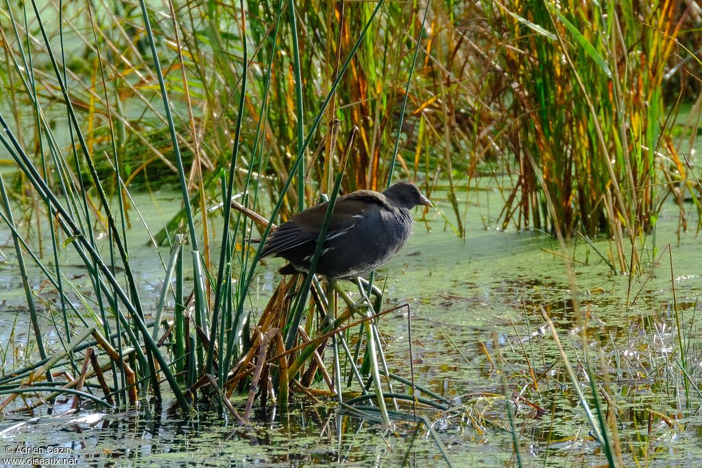 Common Moorhenimmature