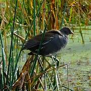 Gallinule poule-d'eau