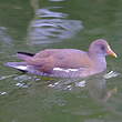 Gallinule poule-d'eau