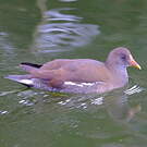 Gallinule poule-d'eau