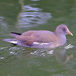 Gallinule poule-d'eau