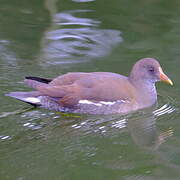 Common Moorhen