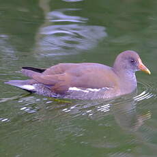 Gallinule poule-d'eau