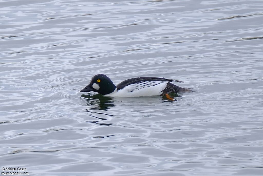 Common Goldeneye male adult breeding, identification
