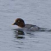 Common Goldeneye