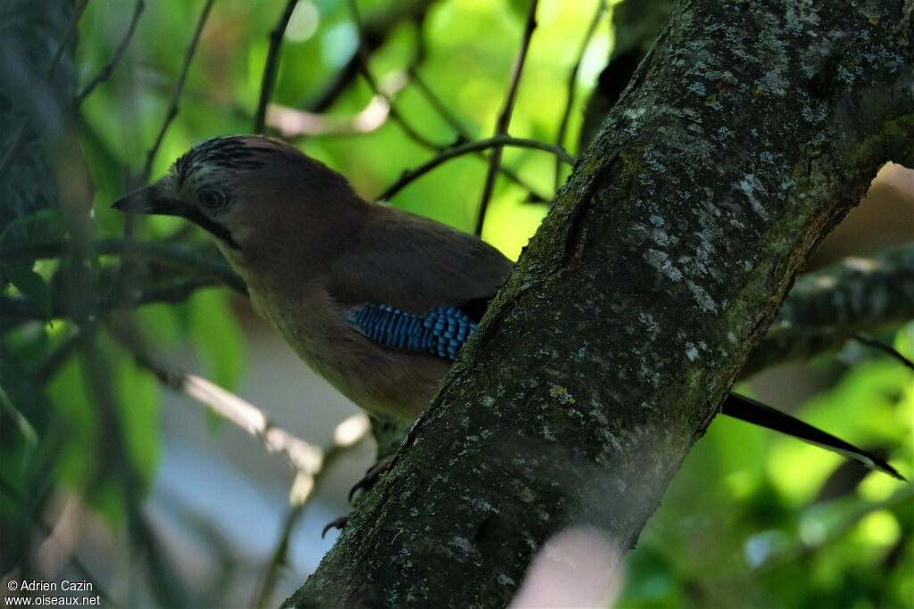 Eurasian Jay