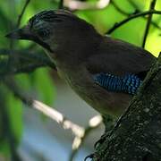 Eurasian Jay