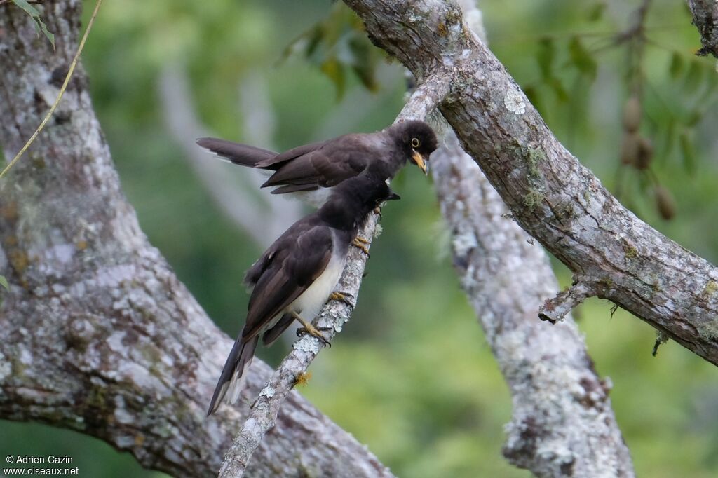 Brown Jay