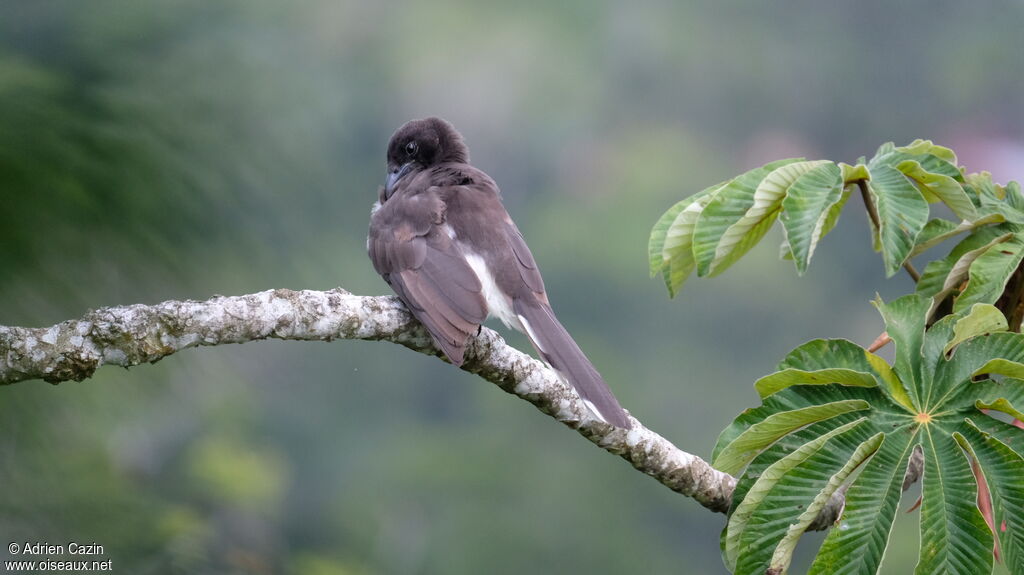 Brown Jay