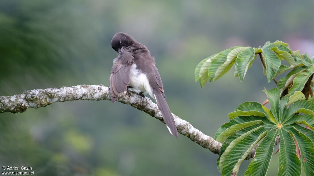 Brown Jay