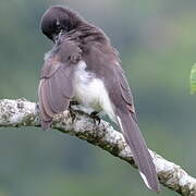 Brown Jay