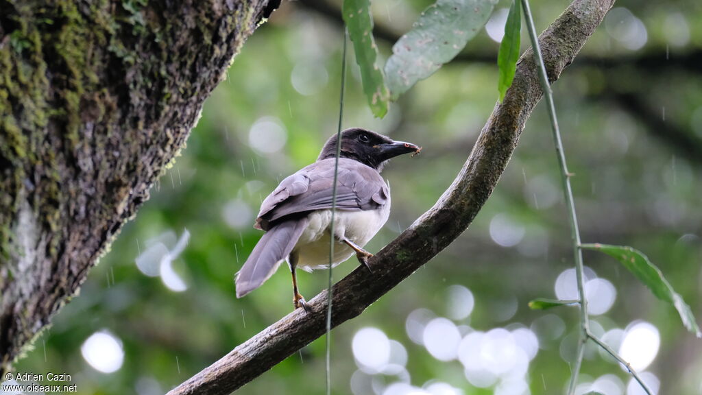 Brown Jay