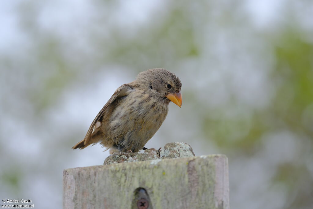 Géospize à bec moyen femelle adulte