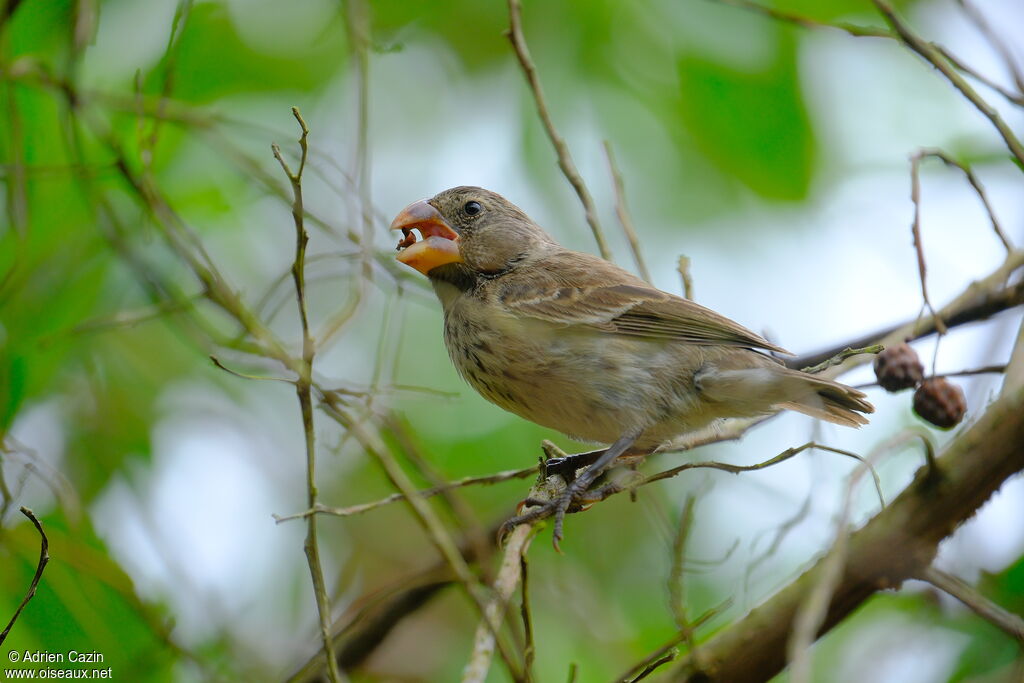 Géospize à gros bec femelle adulte, mange
