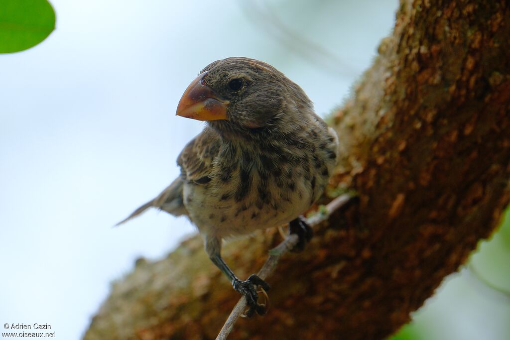 Géospize à gros bec femelle adulte