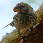 Géospize à gros bec