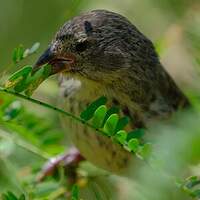 Géospize des cactus