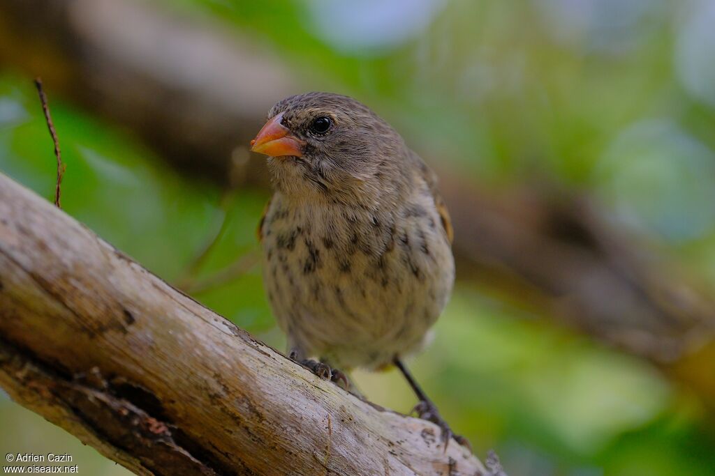 Géospize fuligineux femelle adulte