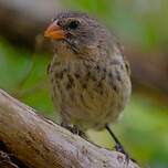 Géospize fuligineux