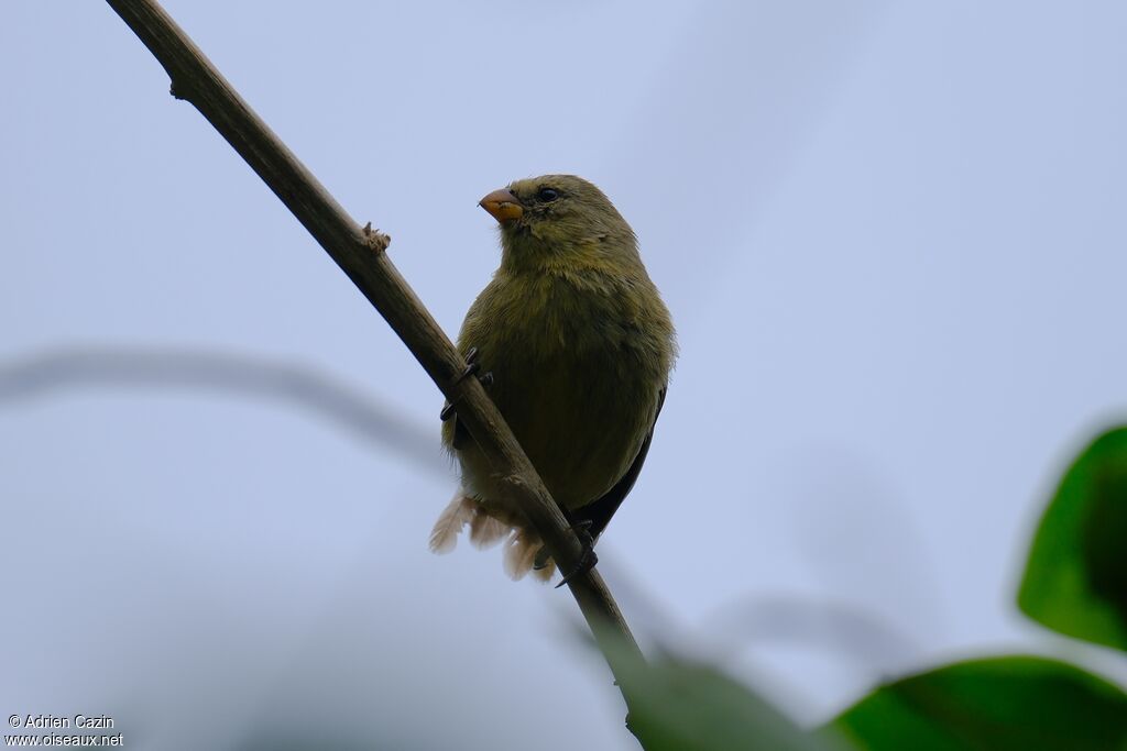 Small Tree Finch