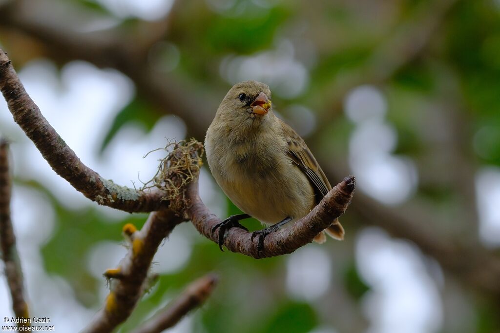 Small Tree Finch