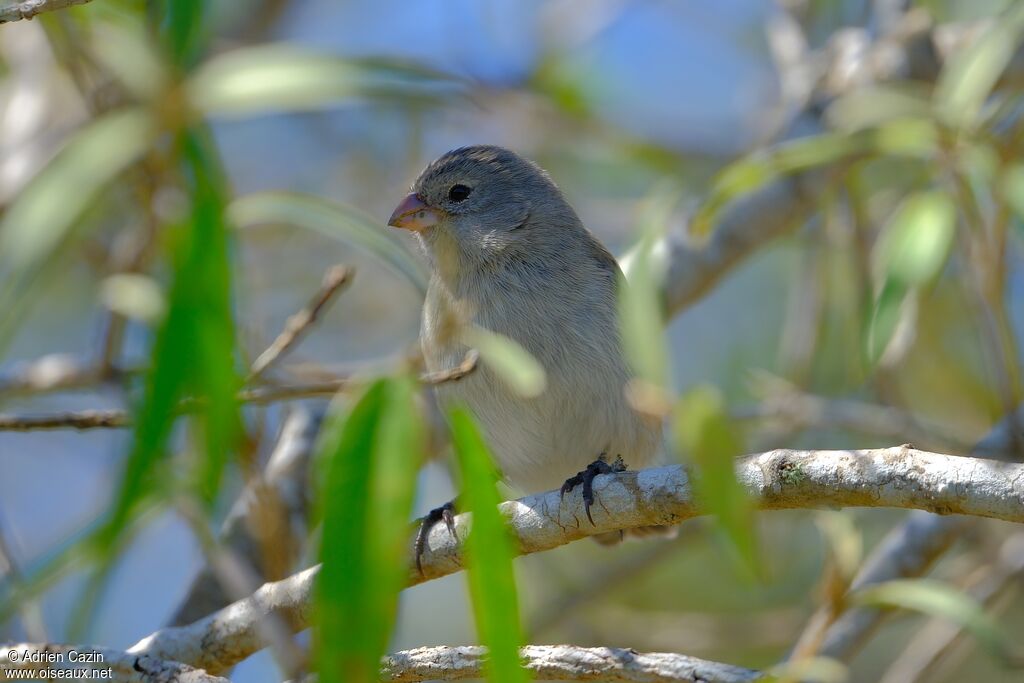 Small Tree Finch
