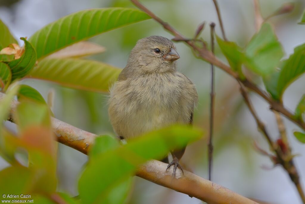 Small Tree Finch