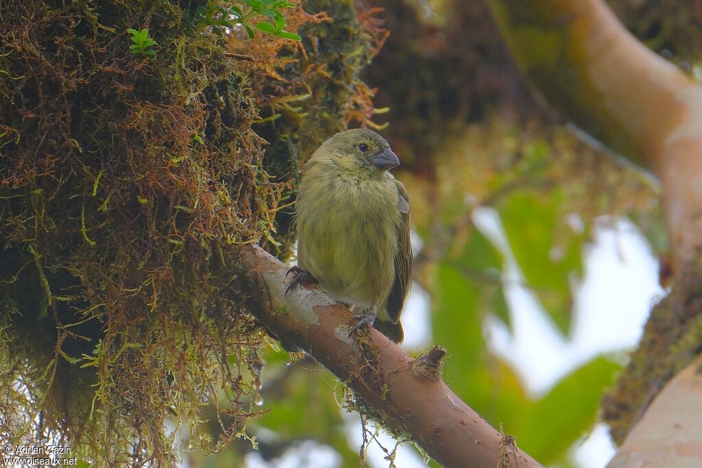Géospize pique-bois