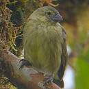 Géospize pique-bois