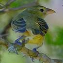 Géospize pique-bois