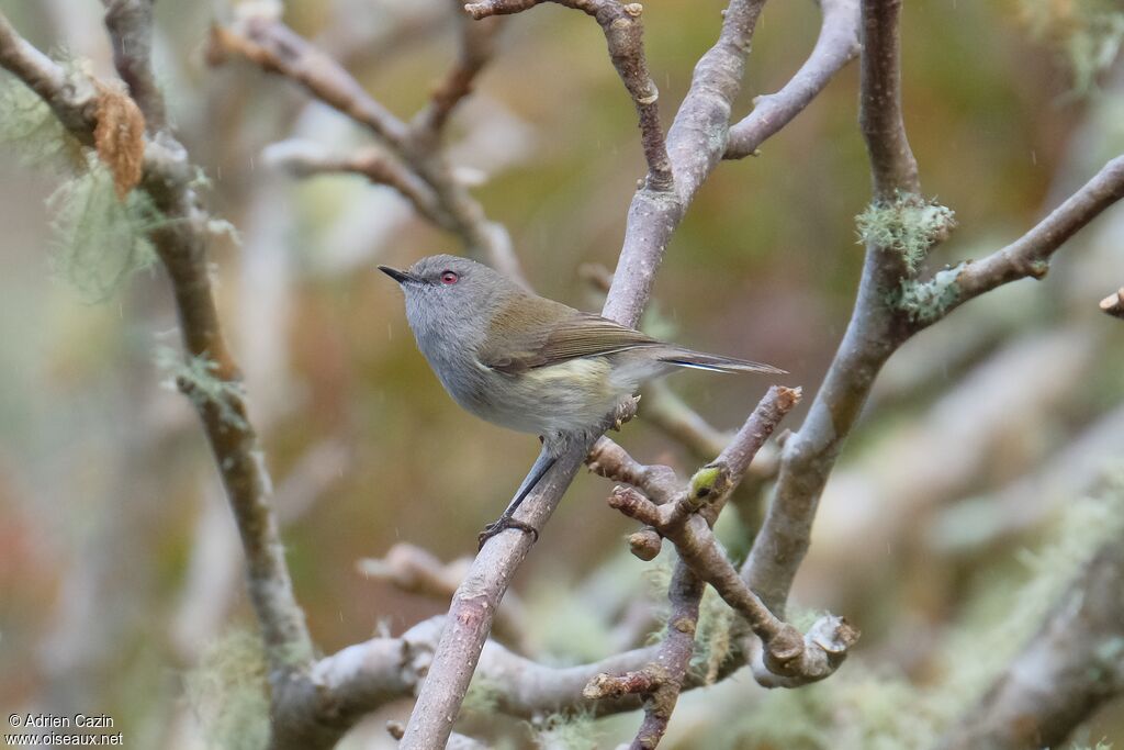 Gérygone de Nouvelle-Zélandeadulte, identification