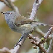 Grey Gerygone