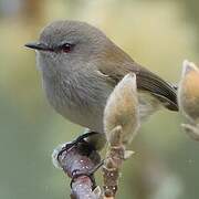 Grey Gerygone