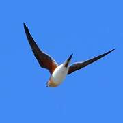 Collared Pratincole