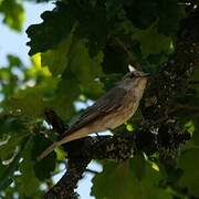 Spotted Flycatcher