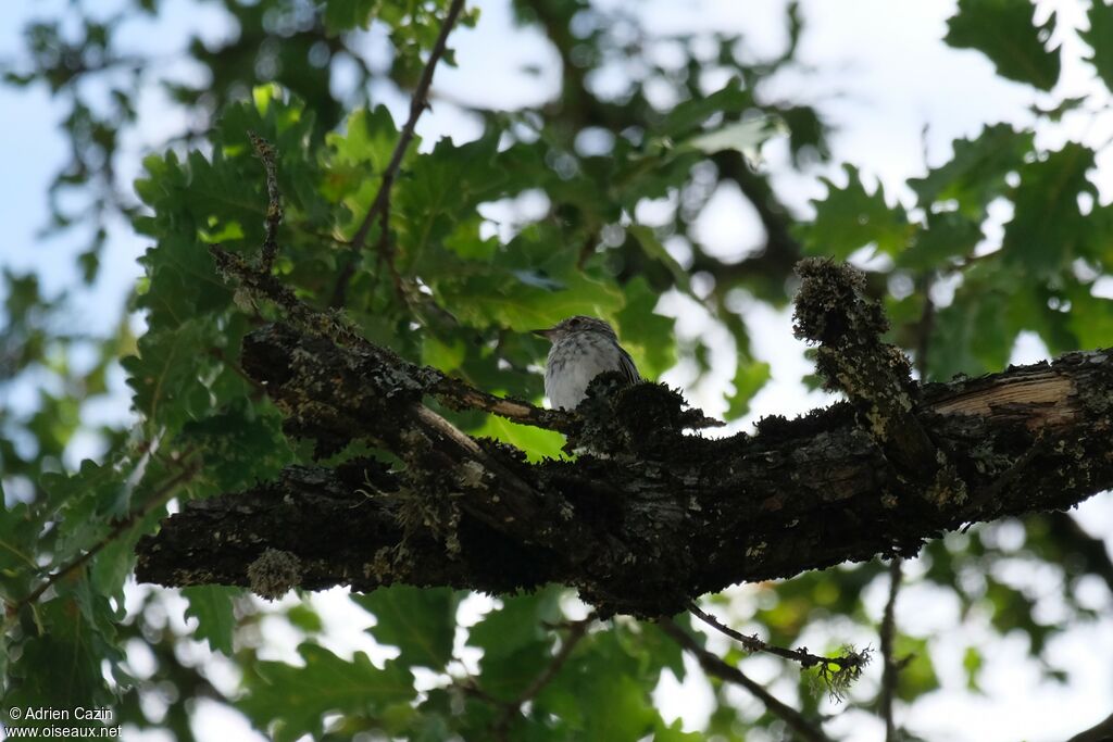 Spotted Flycatcher