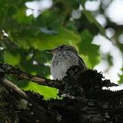 Spotted Flycatcher