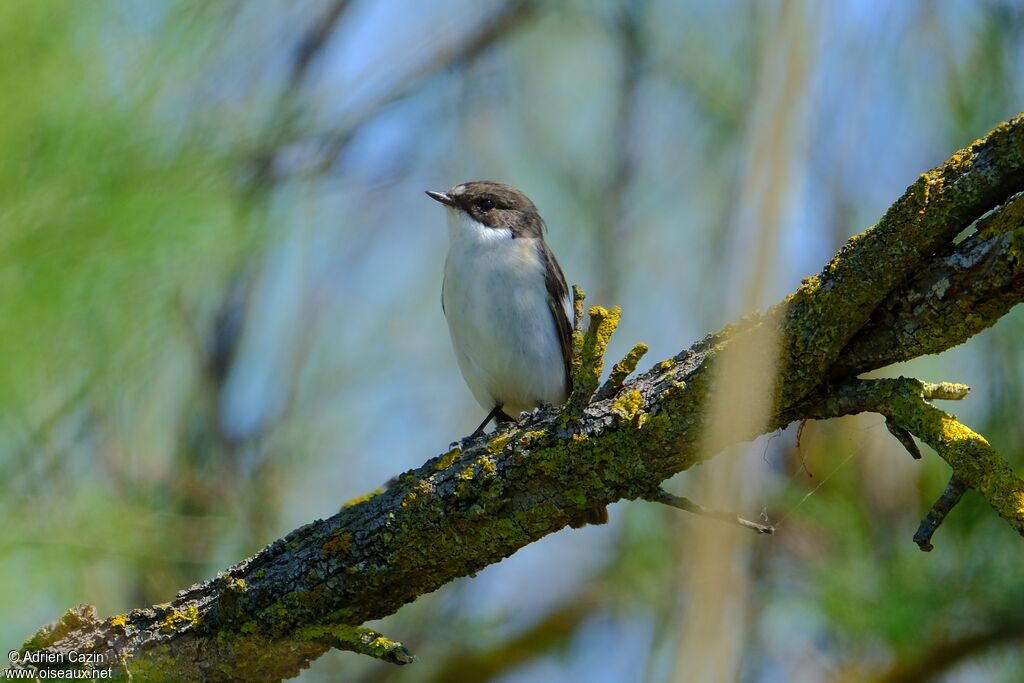 European Pied Flycatcher male adult breeding, identification