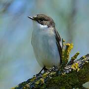 Gobemouche noir