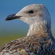 European Herring Gull