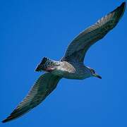 European Herring Gull