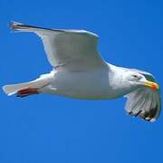 European Herring Gull