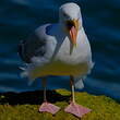 Goéland argenté